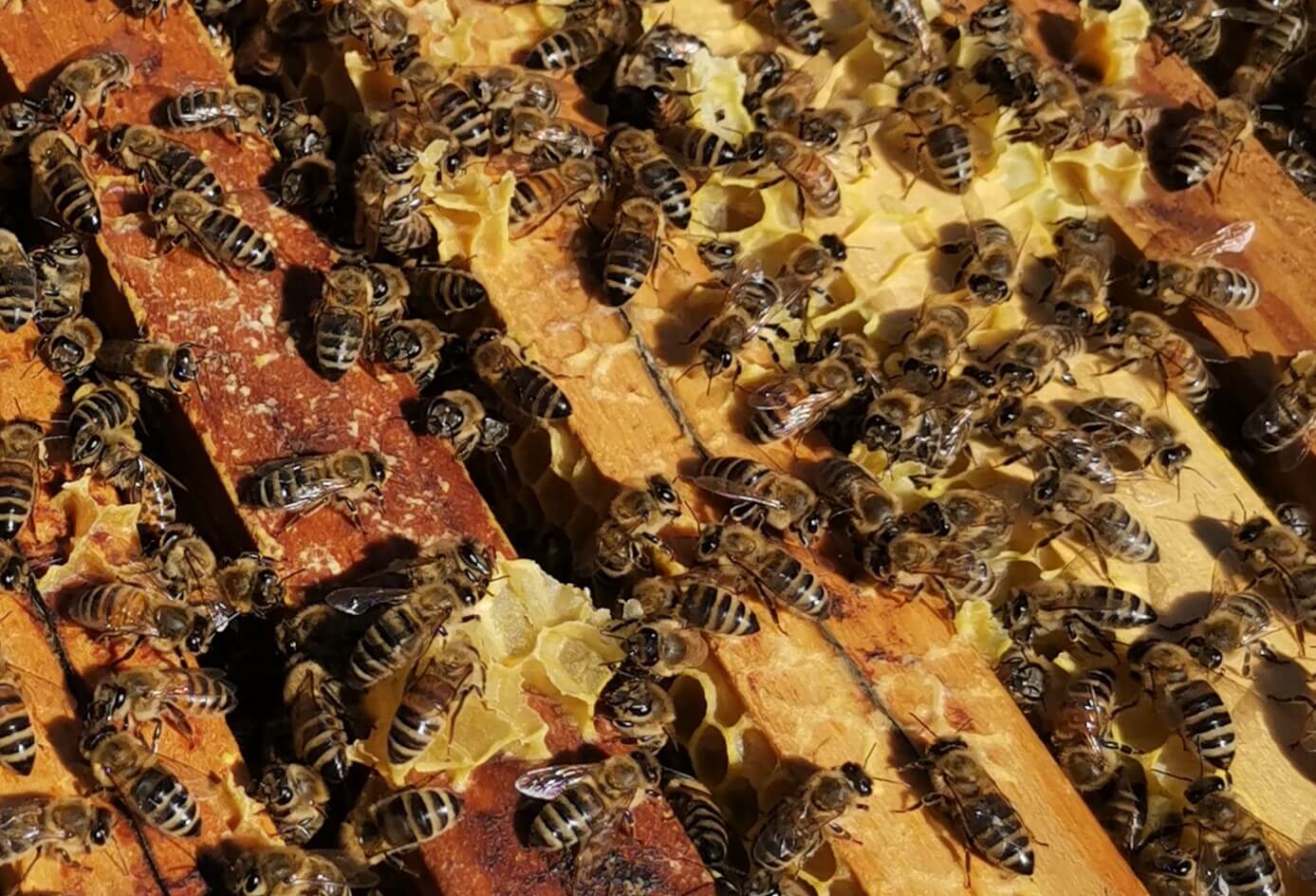 Bienen groß 0424